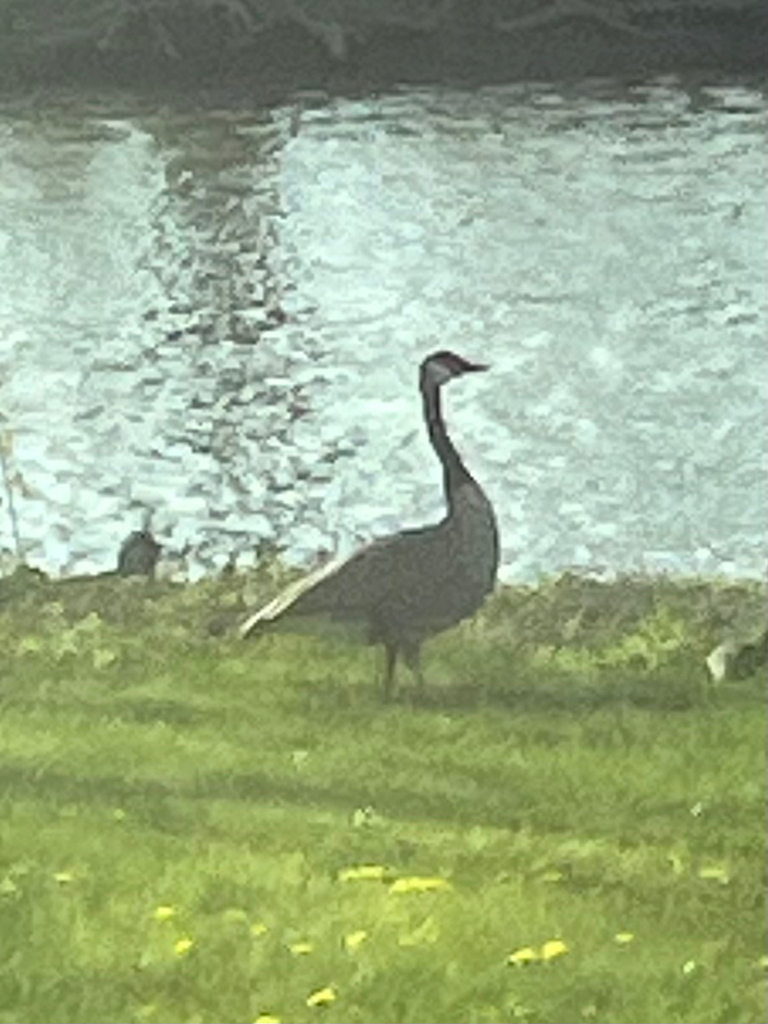 Canada Goose From Ellicott Creek Rd Tonawanda Ny Us On April