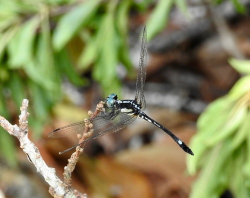 Hylaeothemis Clementia Inaturalist