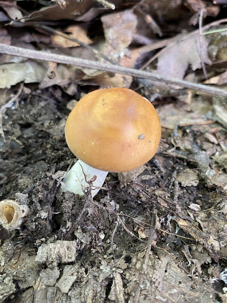 Brittlegills In May 2024 By Jim Oehmke Delayed Spicy Taste INaturalist