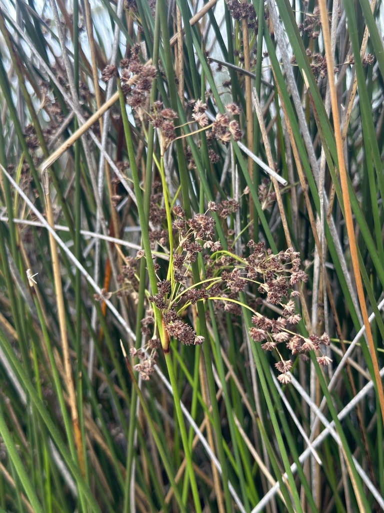 Needlegrass Rush From Escambia County Fl Usa On May At