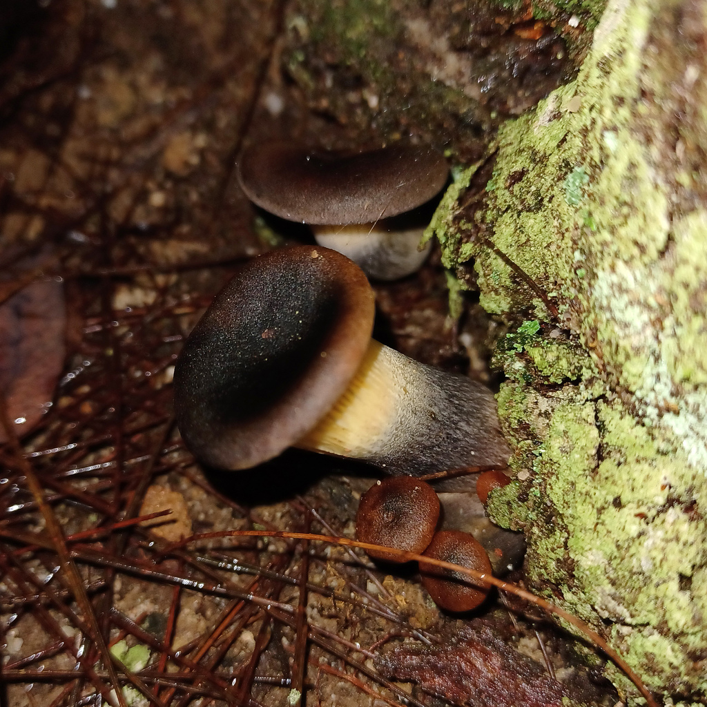 Ghost Fungus From Blue Mountains Nsw Australia On May At