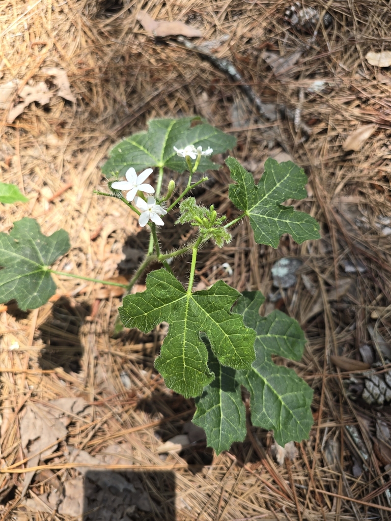 Spurge Nettle From Wisacky SC 29010 USA On May 15 2024 At 01 32 PM