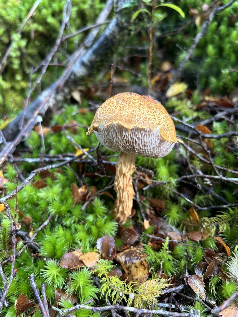 Austroboletus Novae Zelandiae From Mount Richmond Forest Park Mount