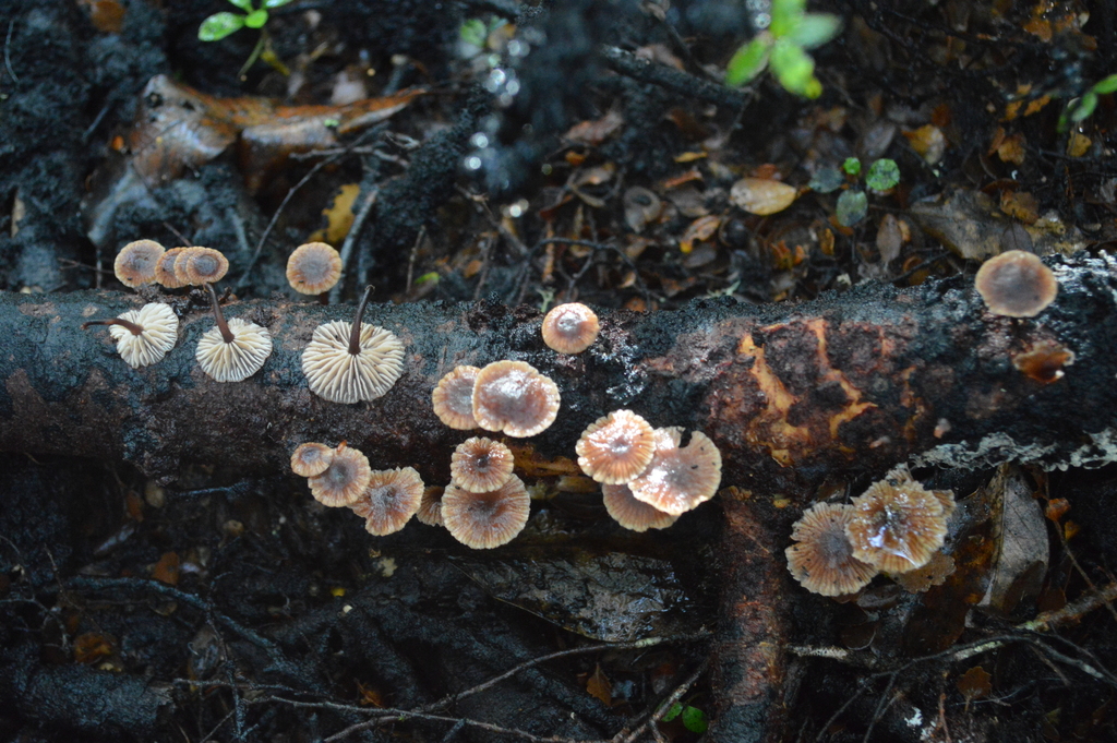 Gymnopus Sect Impudici From Pelorus Bridge 7192 New Zealand On May 16