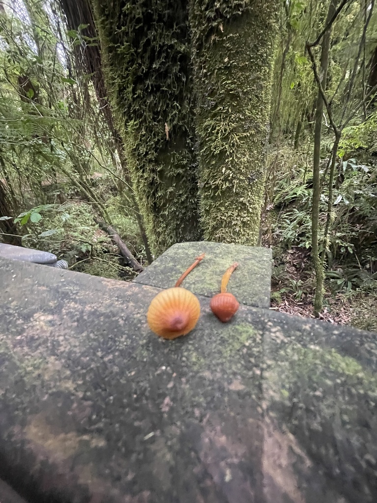 Common Gilled Mushrooms And Allies From South Island Te Waipounamu