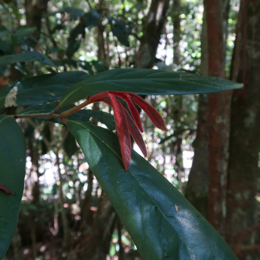 Plants From Birthday Creek Falls Crystal Creek Qld Australia On