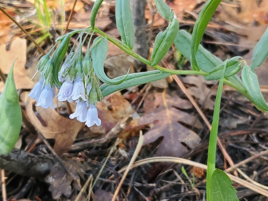 Fendler S Bluebell From Arizona Ave Woodland Rd N Los Alamos NM