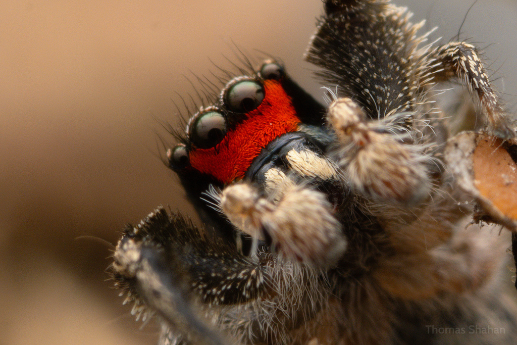 Habronattus Coecatus From Fort Worth TX USA On May 15 2024 At 02 19