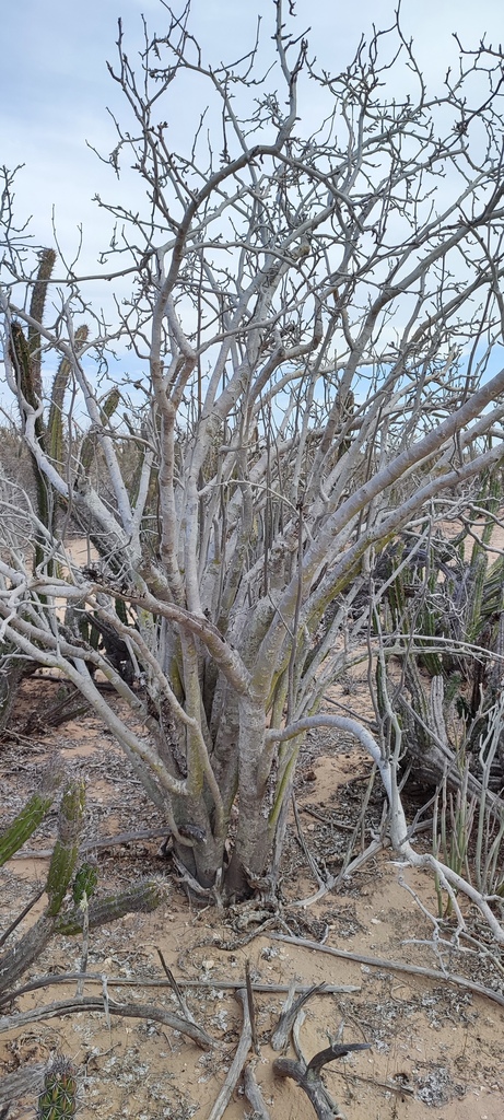 Ashy Jatropha from Mulegé B C S México on May 14 2024 at 04 34 PM