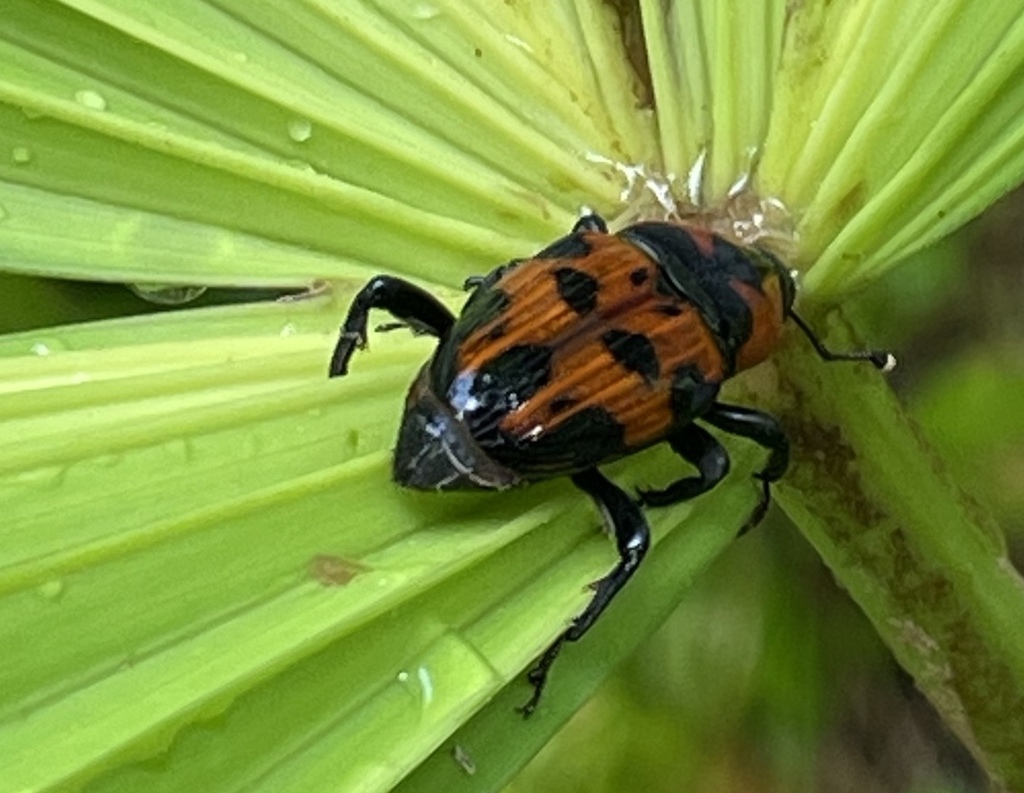 Sphenophorina From Heredia Province Sarapiqui Costa Rica On May