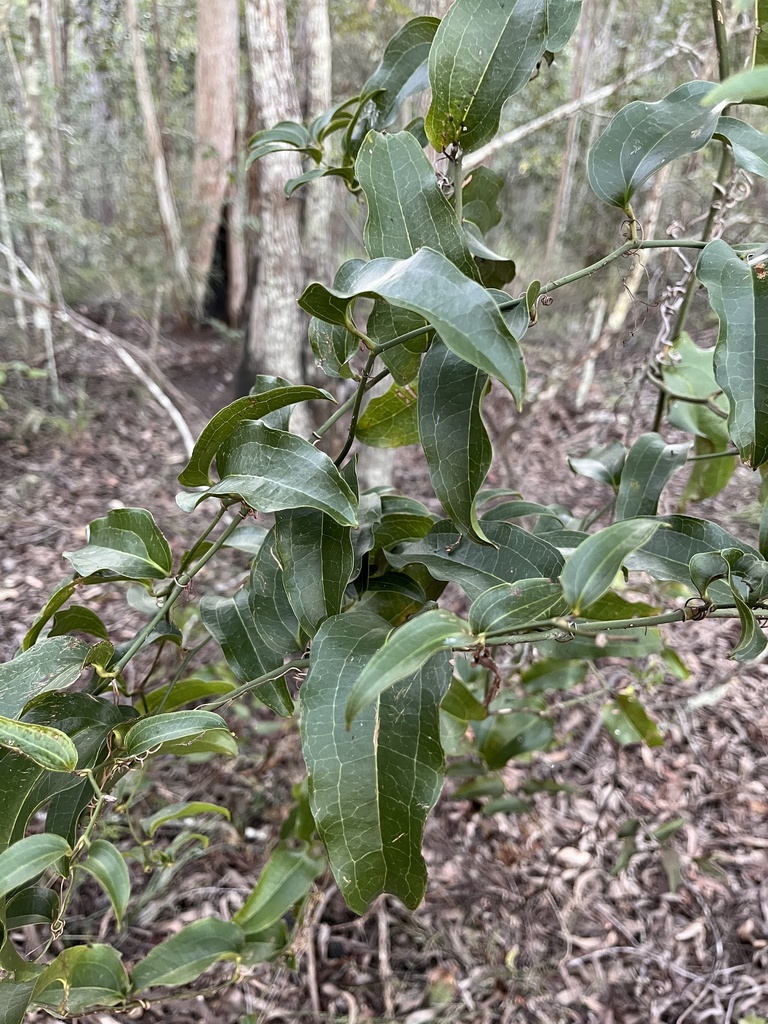 Austral Sarsaparilla From Mt Coot Tha Forest Mount Coot Tha QLD AU