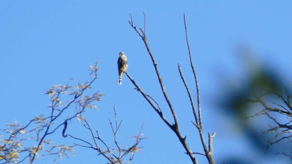 Aplomado Falcon From Santa Mar A C Rdoba Argentina On May At