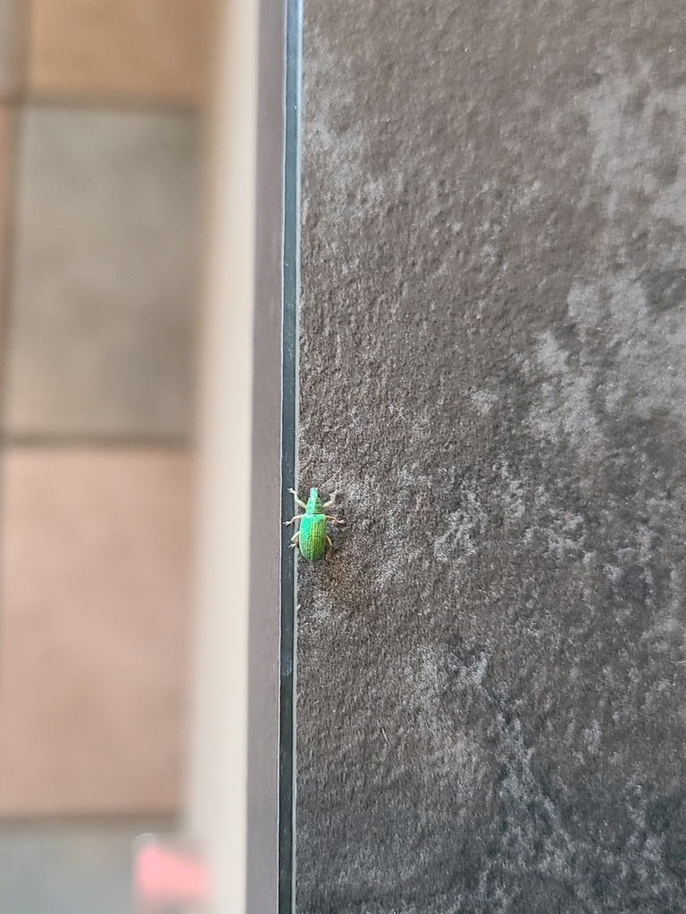 Green Immigrant Leaf Weevil From F Rolles Attilly France On May