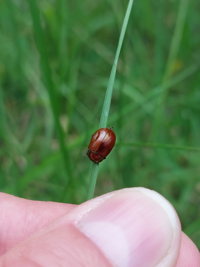 Knotgrass Leaf Beetle From