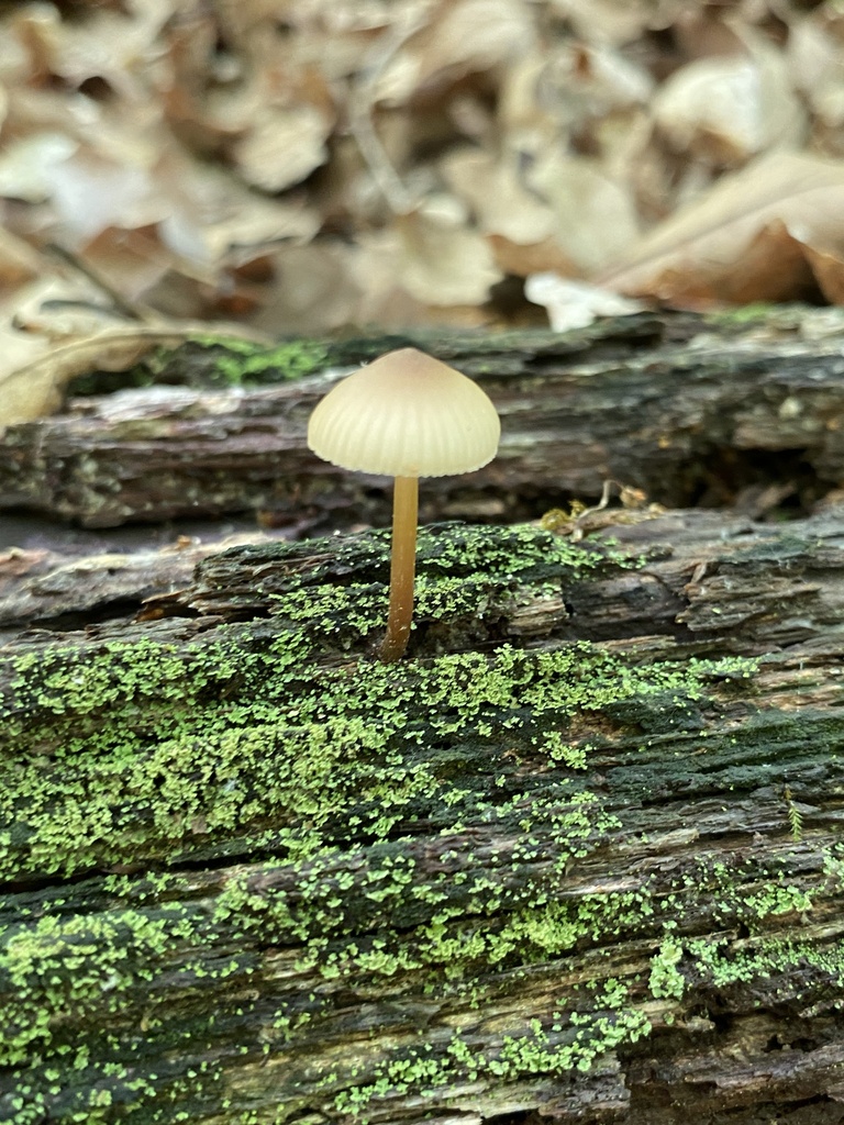 Bonnets In May 2024 By Jim Oehmke INaturalist