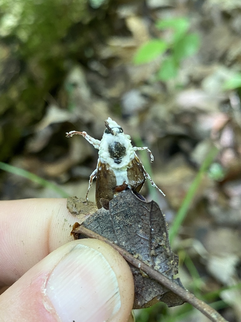 Metarhizium In May 2024 By Jim Oehmke Cool INaturalist