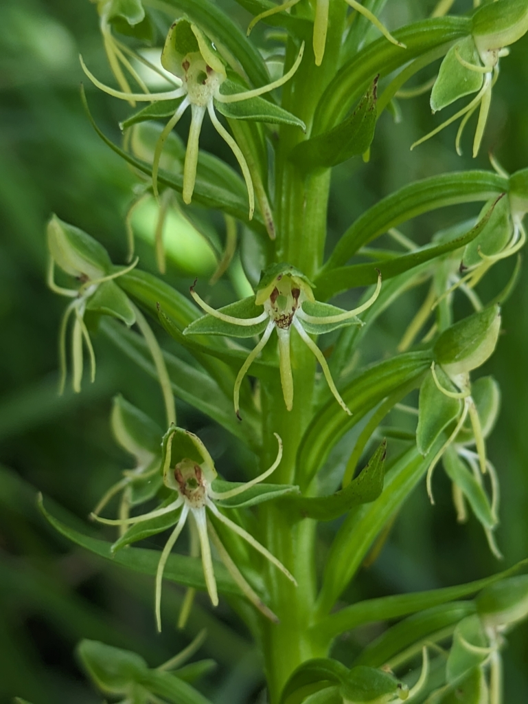 Waterspider Bog Orchid From Lake County Fl Usa On May At