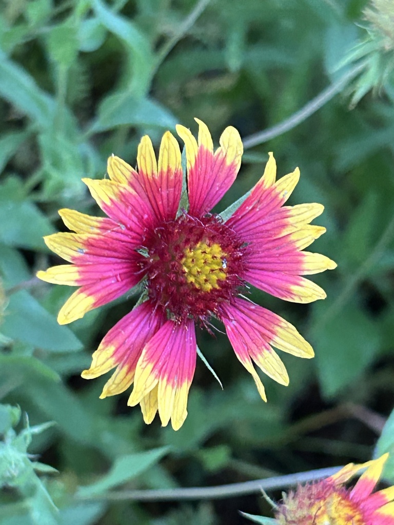 Indian Blanket From N Garden Ridge Blvd Lewisville Tx Us On May