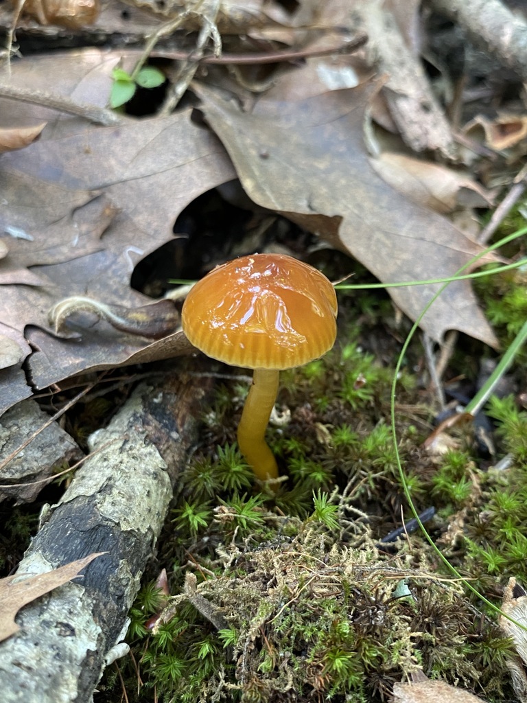 Waxcaps In May 2024 By Jim Oehmke INaturalist