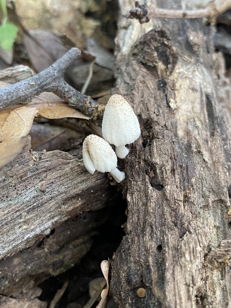 Coprinellus In May By Jim Oehmke Inaturalist