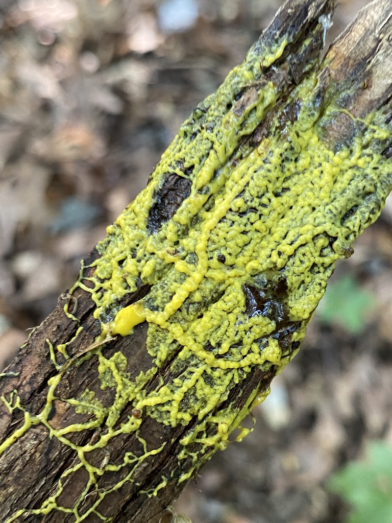 True Slime Molds In May 2024 By Jim Oehmke Plasmodium INaturalist