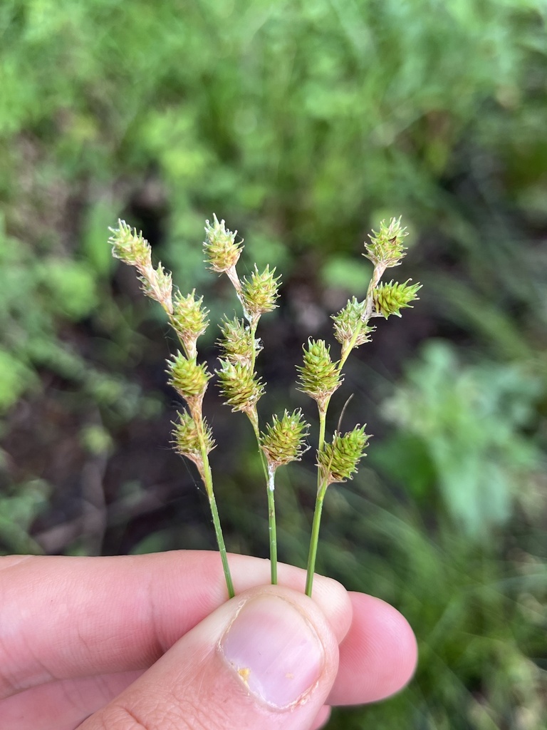 Fescue Sedge From Springwoods Fayetteville AR US On May 23 2024 At