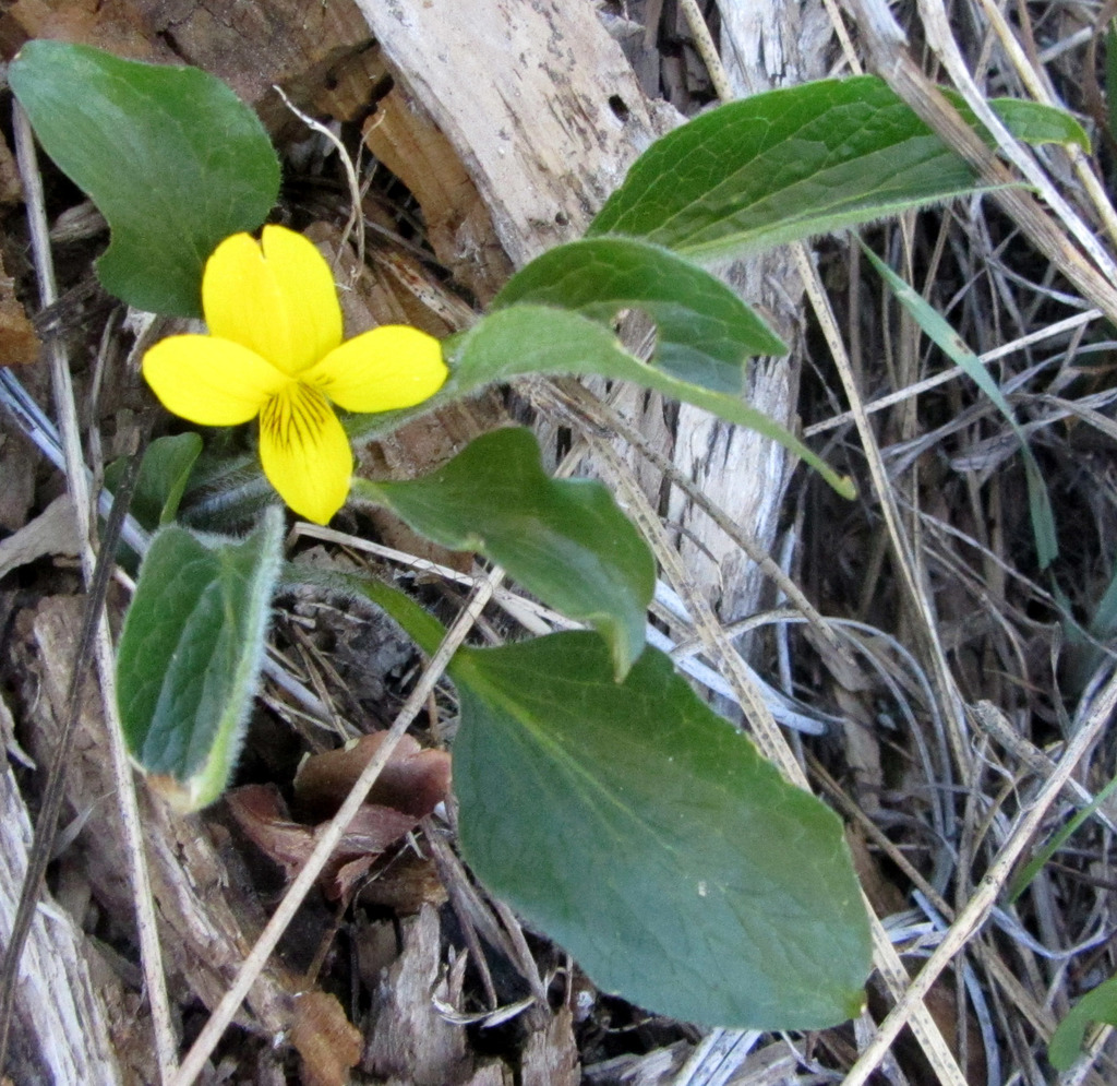 Nuttallianae From Jackson County Or Usa On May At Am