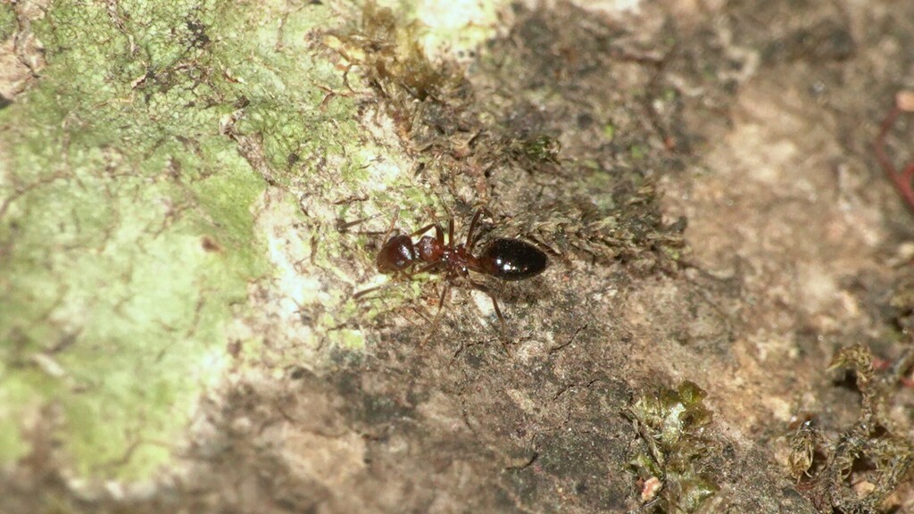 Lepisiota From Biodiversity Park Mahabaleshwar On May At