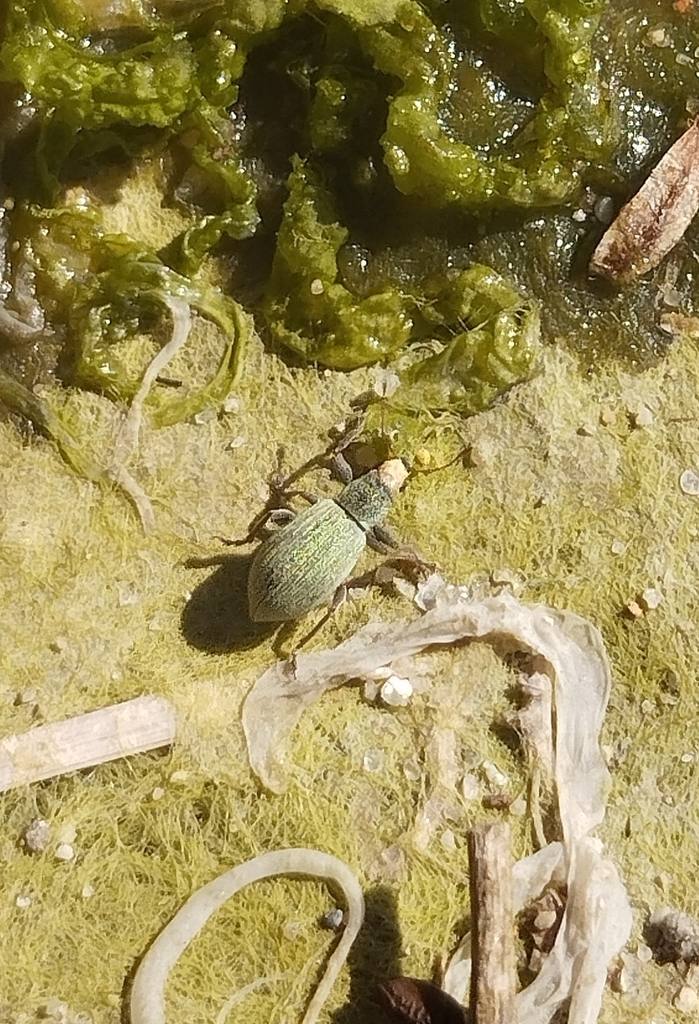 Pachyrhinus Lethierryi From Aradas 3810 Portugal On May 24 2024 At