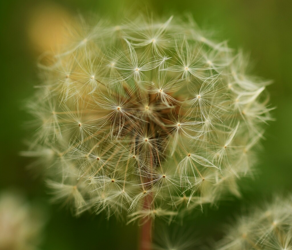 Common Dandelion From Washington County Ar Usa On May At