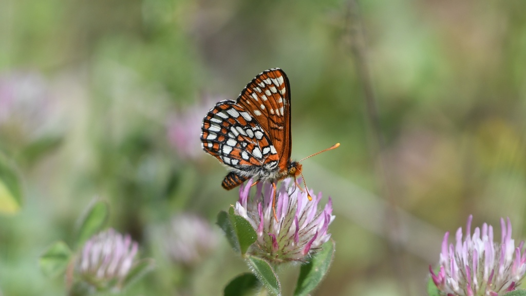 Euphydryas From Jackson County OR USA On May 18 2024 At 02 37 PM By