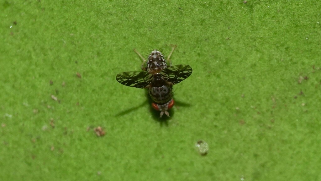 Homoneura Trypetoptera From Lingmala Mahabaleshwar On May 5 2024 At