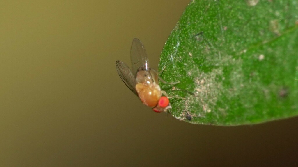 Leucophenga From Lingmala Mahabaleshwar On May At Pm By