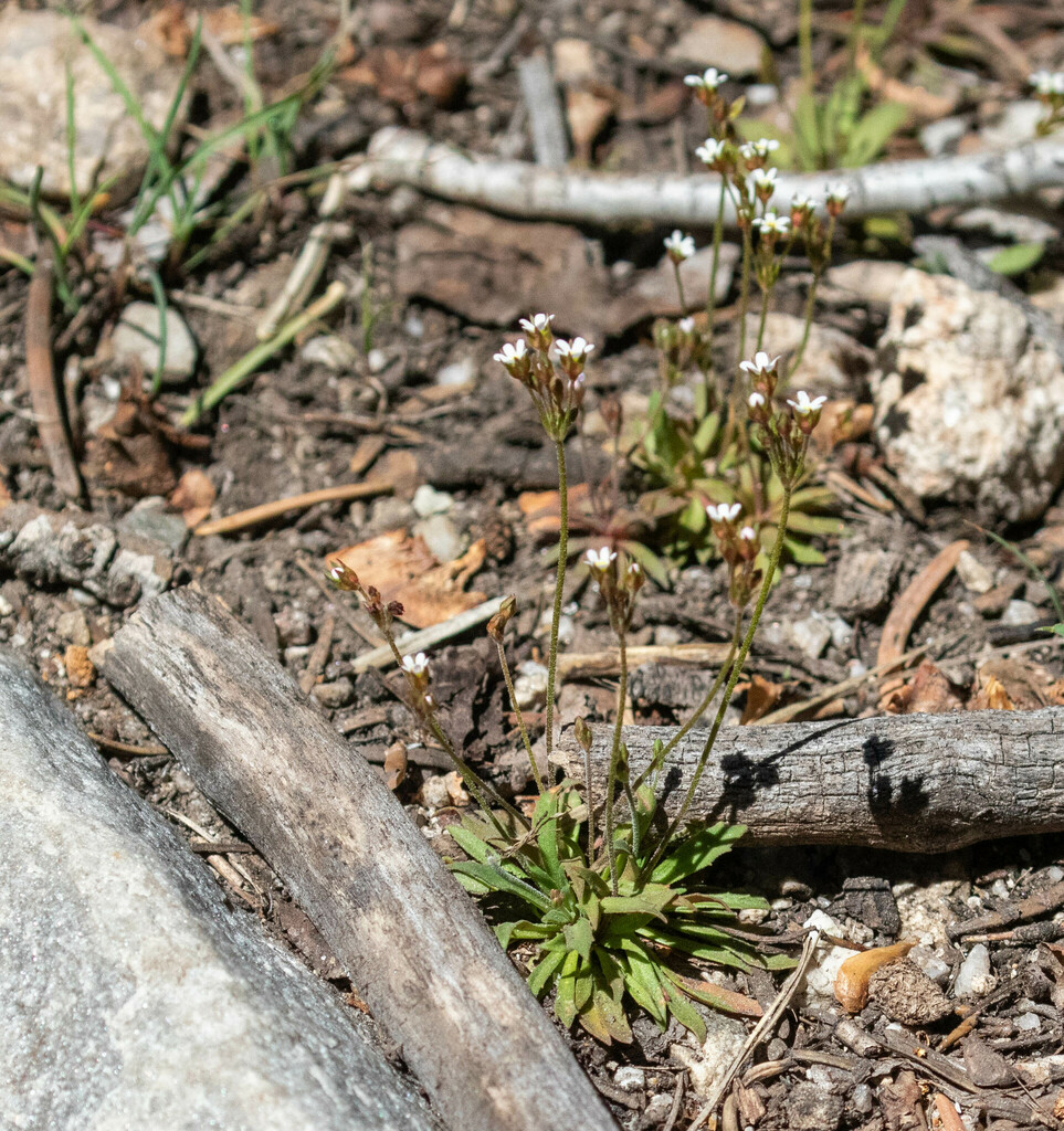 Pygmy Flower Rock Jasmine From White Pine County NV USA On May 15