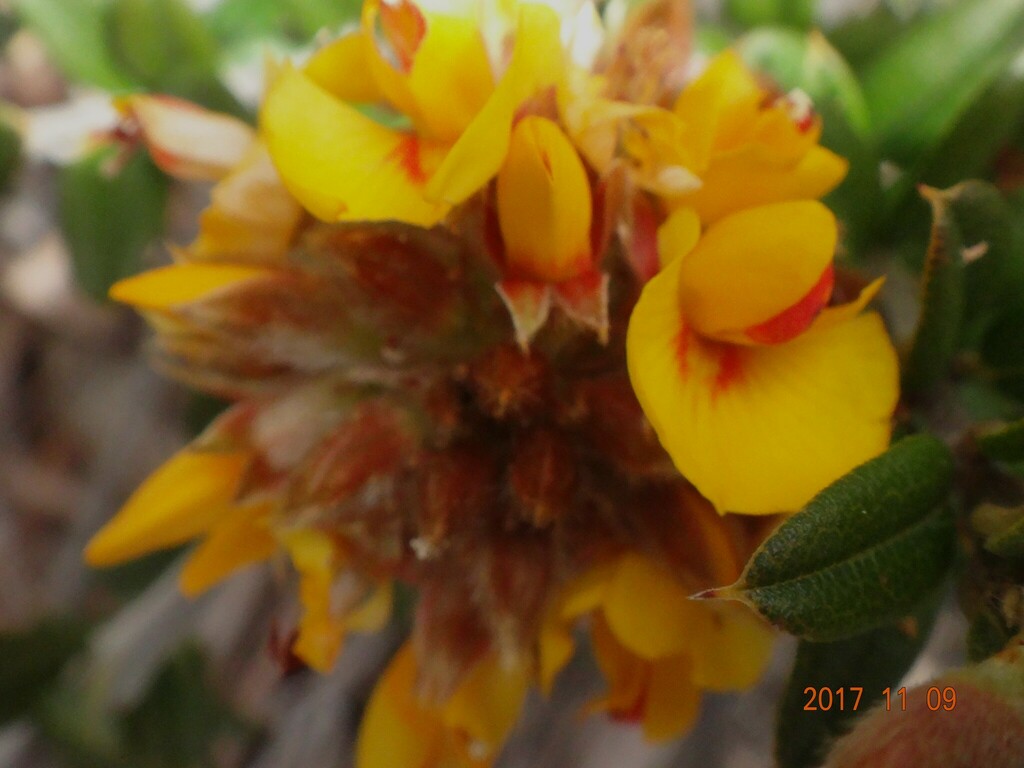 Golden Shaggy Pea From Wellington Park TAS 7054 Australia On November