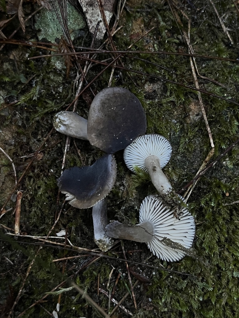 Mushrooms Bracket Fungi Puffballs And Allies From Berowra Valley