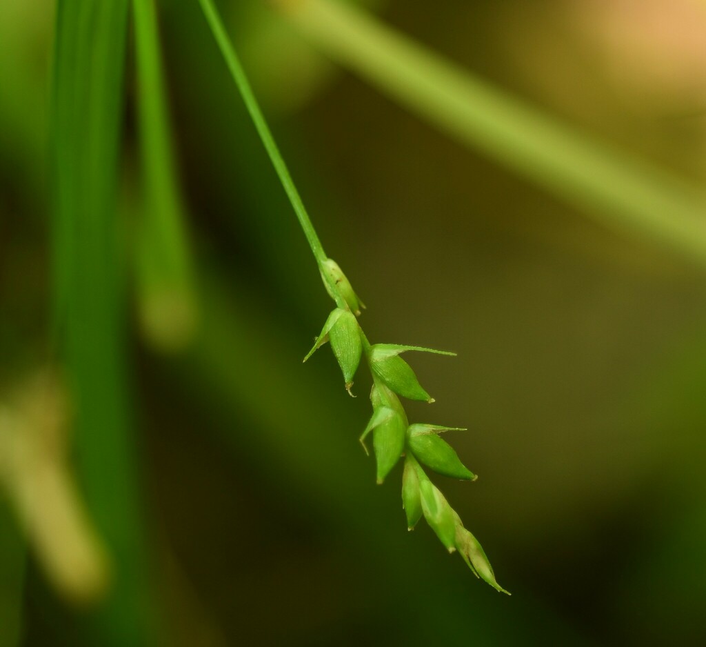 True Sedges From Washington County AR USA On May 26 2024 At 12 15 PM