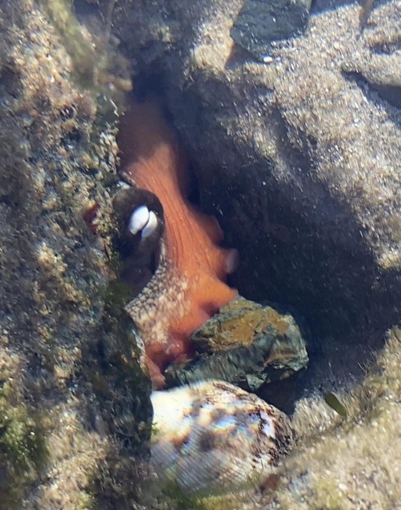 Common Sydney Octopus From Woolgoolga Bay Woolgoolga NSW AU On May