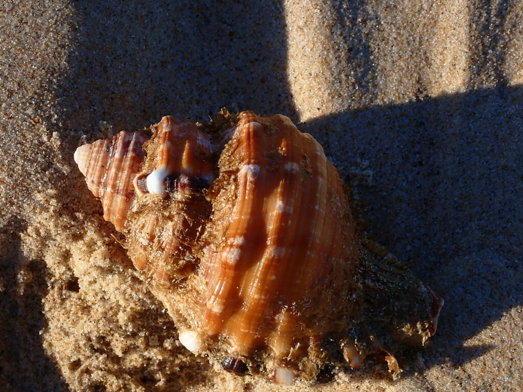 Giant Hairy Triton Snail From Bundagen Nsw Australia On May