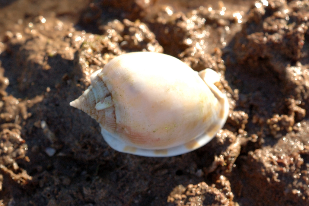 Keepsake Helmet Snails From Port Hedland On June 12 2014 At 04 45 PM