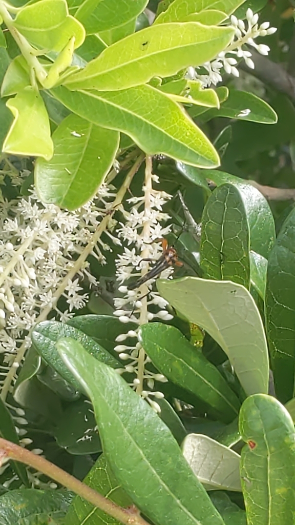 Slender Flower Longhorn Beetle From Milton On May 29 2024 At 09 27 AM