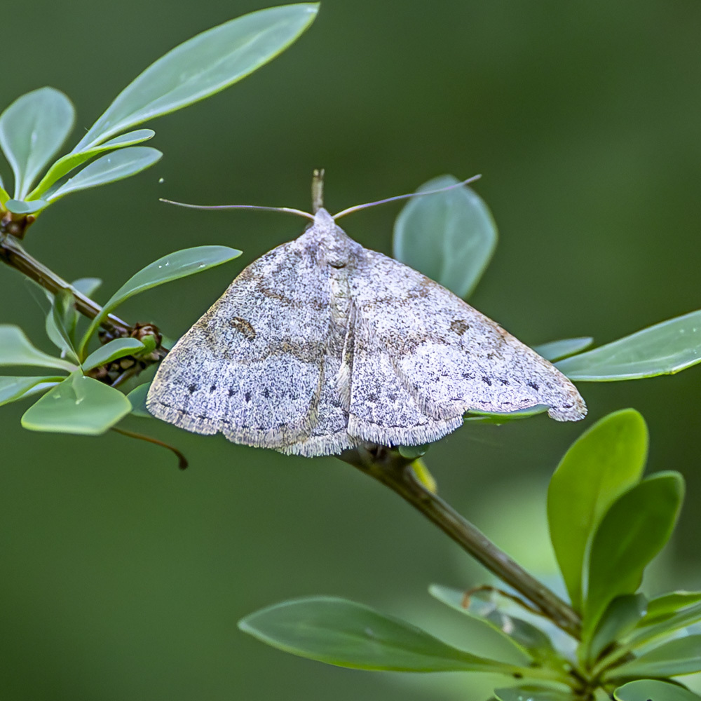 Morbid Owlet From Rockland County Ny Usa On May At Am