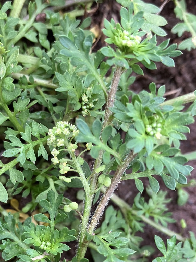 Lesser Swine Cress From West Malvern Km On May By Hafren