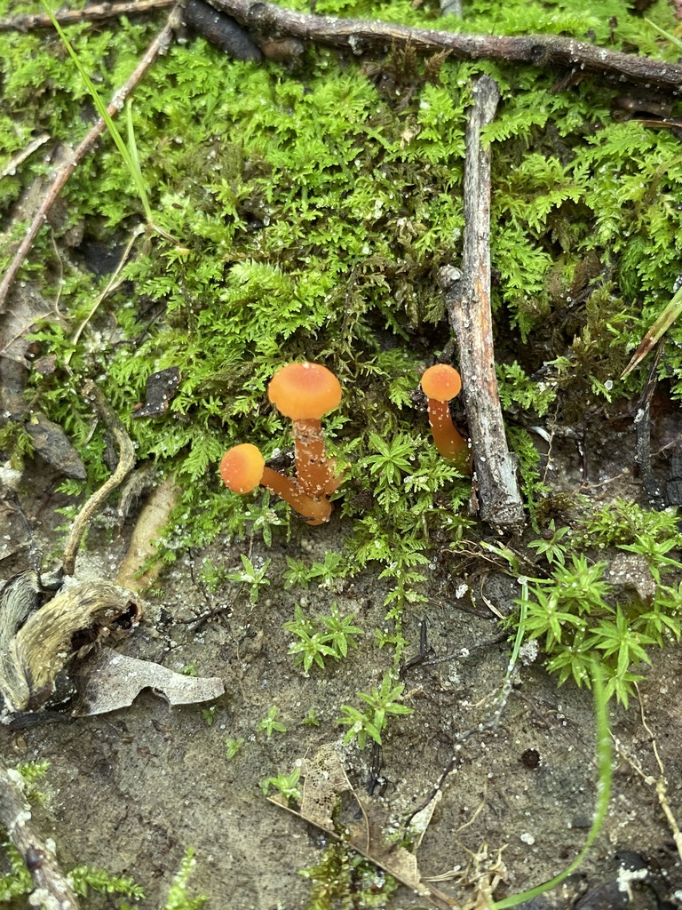 Vermilion Waxcap In May By Jim Oehmke Inaturalist