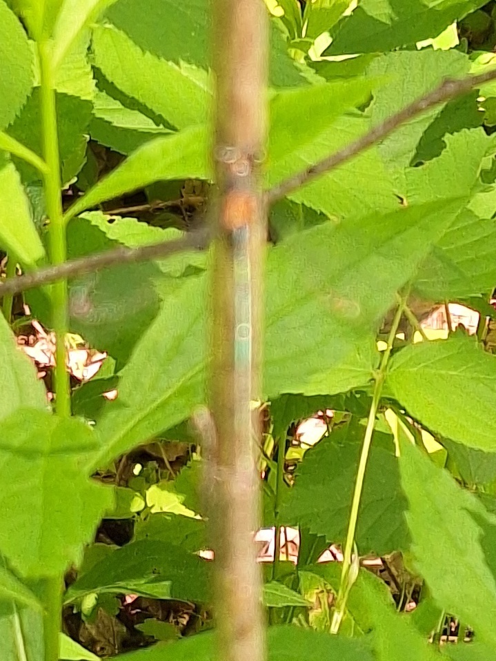 Rainbow Bluet From Dupage County IL USA On May 30 2024 At 02 39 PM