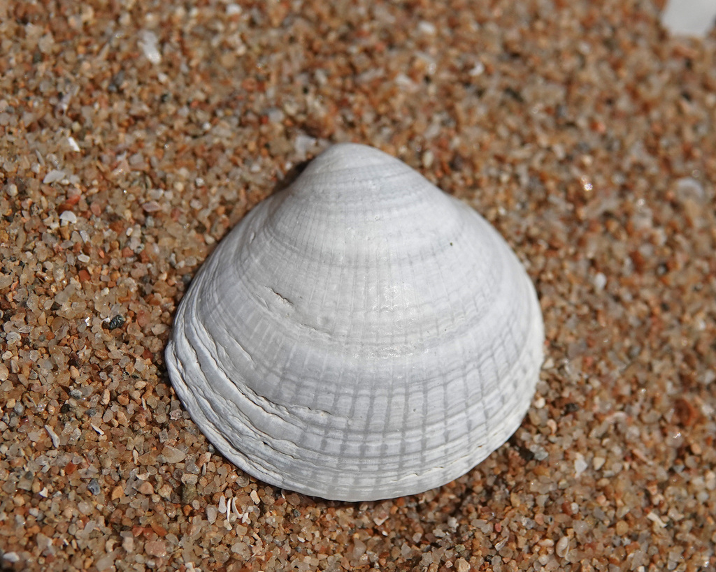 Bittersweet Clams From Townsville Qld Australia On September