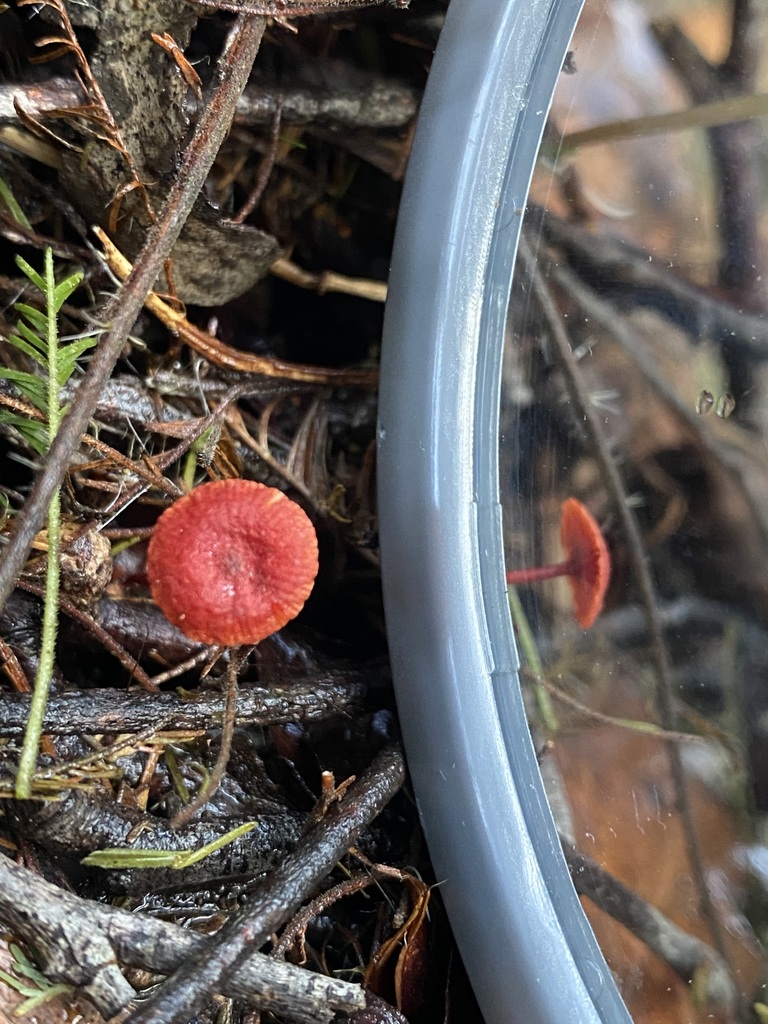 Ruby Bonnet From Mirboo North Vic Australia On June At