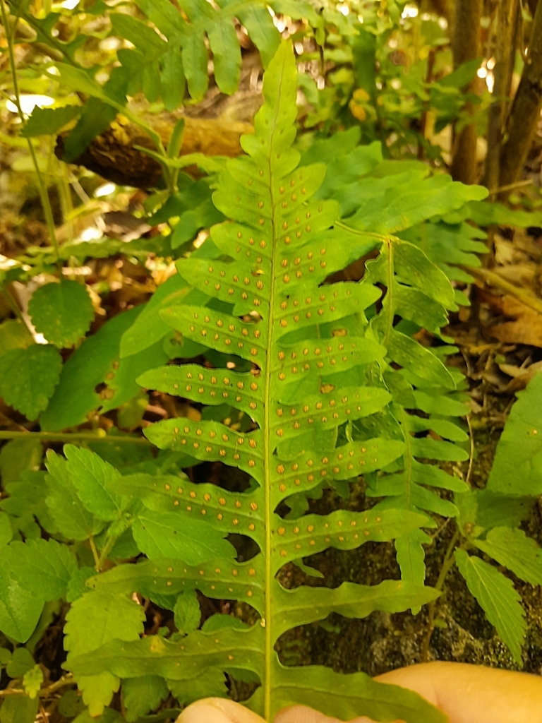 polypody ferns from 67210 N L México on March 26 2024 at 11 37 AM by