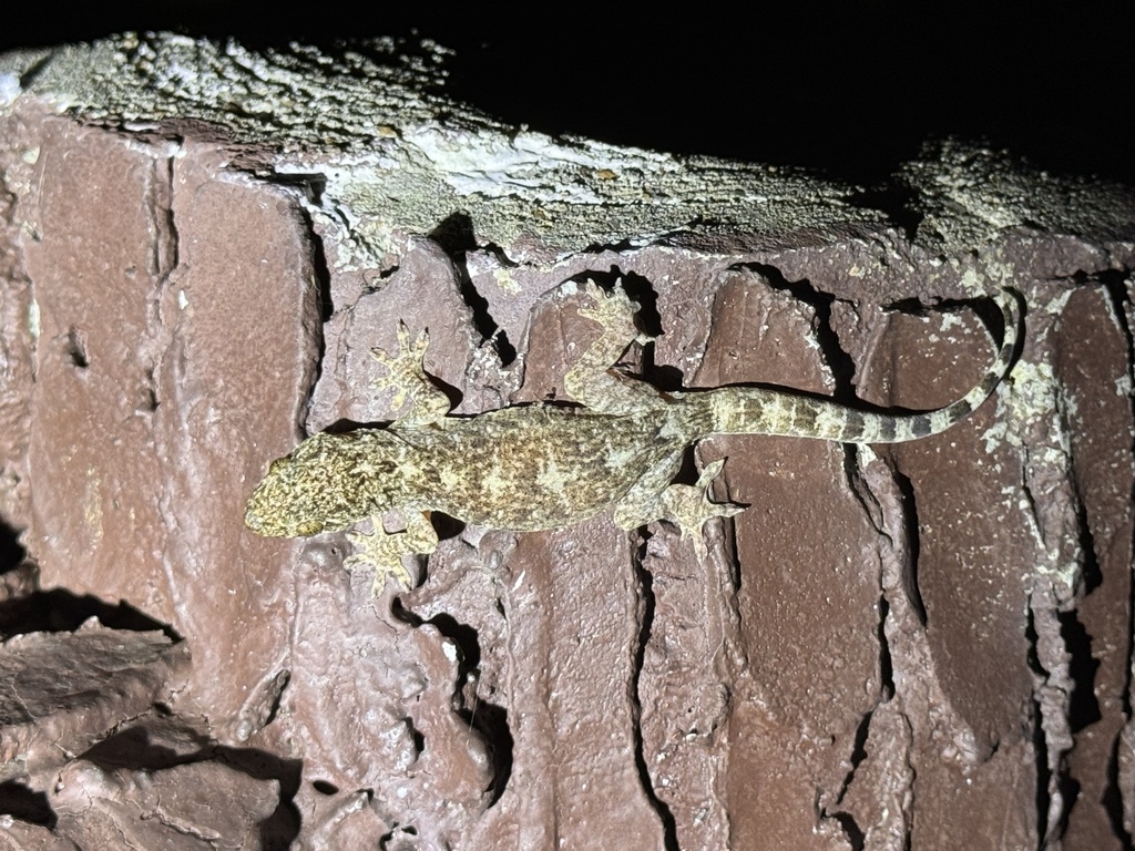 Chinese Narrow disked Gecko from 银湖山郊野公园 深圳市 广东省 CN on June 2 2024