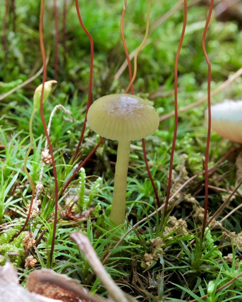 Heath Waxcap From State Gamelands Rd Wexford Pa Usa On May